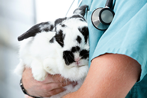 Image of a white and black rabbit being held by a veterinarian